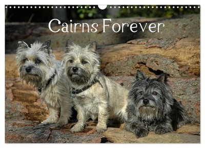 Homwico Homwico | Cairns Forever (Wandkalender 2026 DIN A3 quer), CALVENDO...