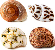 4 PCS Large Hermit Crab Shells 2 3.5Inch Natural Hermit Crab Shells
