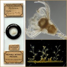  on The Hot Collector