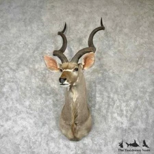 #30405 P | Greater Kudu Taxidermy Shoulder Mount For Sale