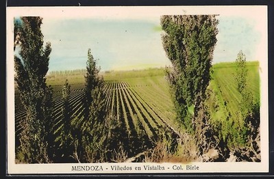 Ansichtskarte Mendoza, Vinedos en Vistalba 