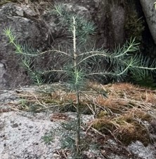 Cedrus libani ssp. stenocoma - - Lebanon Cedar | Turkish Cedar