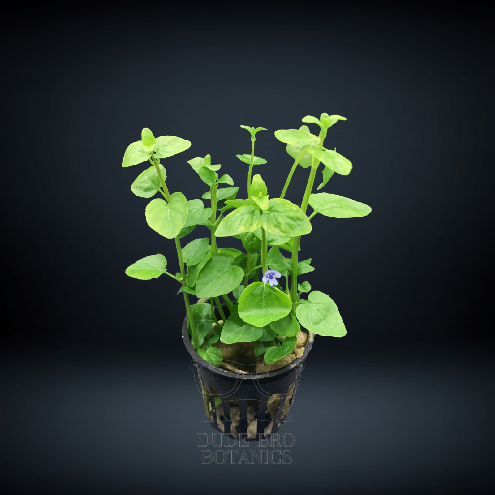 Creeping Charlie B2G1FREE Live Aquarium Plant eBay