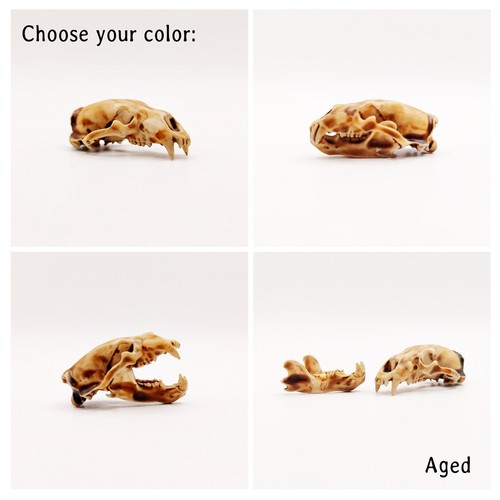 Polar Bear Skull Replica- 1:12 scale miniature diorama dollhouse (1 skull) - Picture 5 of 9