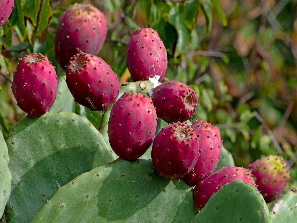 Prickly Pear Cactus(15seeds) fresh this season\'s harvest (RARE & EXOTIC}  edible | eBay