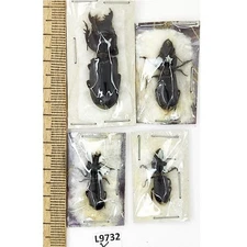 Carabidae, Scarites sp., 4 ex., A1, Pakistan, L9732