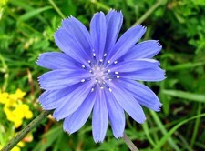 Antler Chicory Wildflower Seeds (Cichorium intybus), 4 Oz, Over 100,000 Seeds 67.04 per gallon
