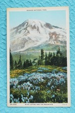 Blue Lupine and the Mountain - Rainier National Park