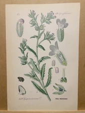 1886 ANTIQUE LITHOGRAPH ILLUSTRATION BOTANY FLOWER FLORA NATURE DECOR PICTURE...