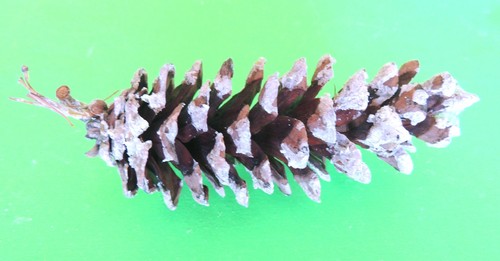 (13) Pine Cones Christmas Holiday Wreath Decoration Pinecones Sap 4" - 6" Maine - Picture 5 of 8