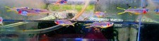 2 young pair furcatus rainbows