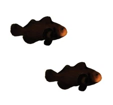 2-Pack Midnight Ocellaris Clownfish – Live Captive-Bred Saltwater Aquarium Fish