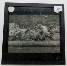 Zoo Animals Hooded Crows   - Magic Lantern Slide