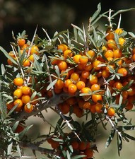 Sea Buckthorn Hippophae Rhamnoides Seaberry Seeds 5 seeds 