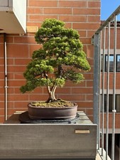 bonsai ginepro Itoigawa