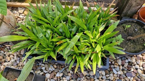 trachycarpus fortunei Hanfpalme, Jungpflanzen