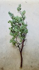 manzanita wood