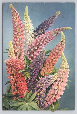Russell Lupin Flowers Colorful Garden Botanical Nature Floral Postcard