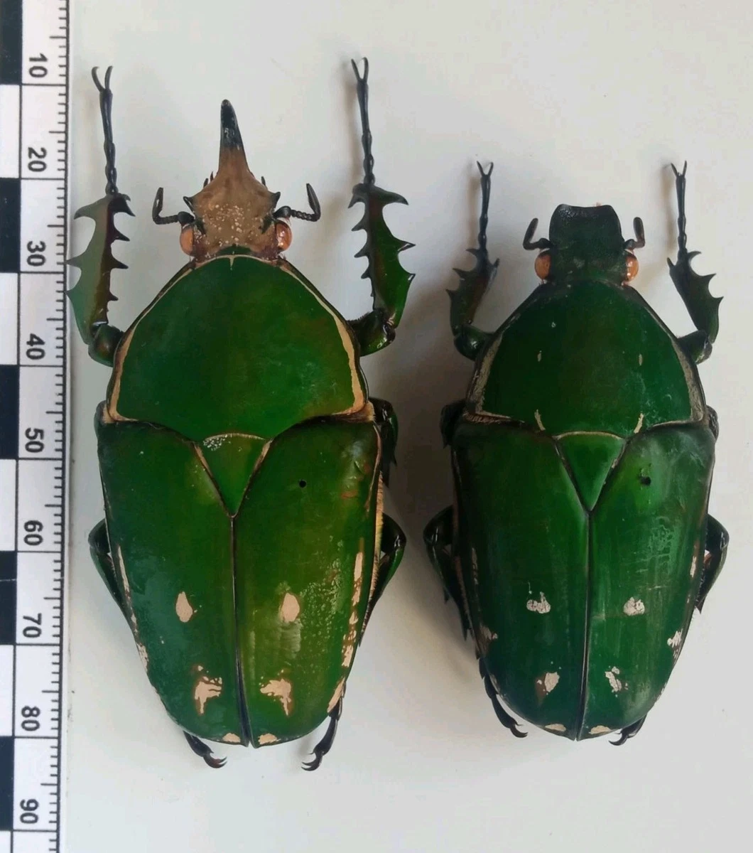 Goliathus Beetle for sale | eBay