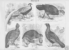 Engraving from 1895 chicken birds I-III pheasant partridge capercaillie