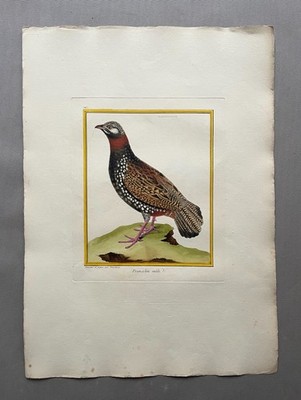 Männlicher Francolin, Martinet-Stich, Epochenabzug, alter Stich, 18. Jh.