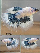 Male Betta Live Fish - Koi White Fancy HMPK - BW37 - High Quality A