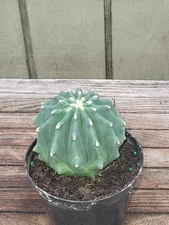 Ferocactus glaucescens  f. inermis   rare   cactus  4''pot