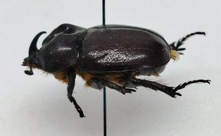 Scarabaeidae Phyllognathus excavatus ♂ Sardaigne 2025 A1