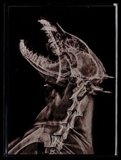 2024 Topps Allen & Ginter #XR-19 African Painted Dog X-ray'd