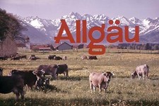 Kleinbild-Dia &middot; Kuhwiese mit Berge Text: Allg&auml;u