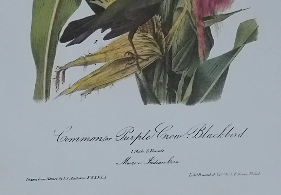 Audubon Octavo "Common Purple Crow Blackbird" Pl 221 Birds of America Book Print - Image 3 of 4