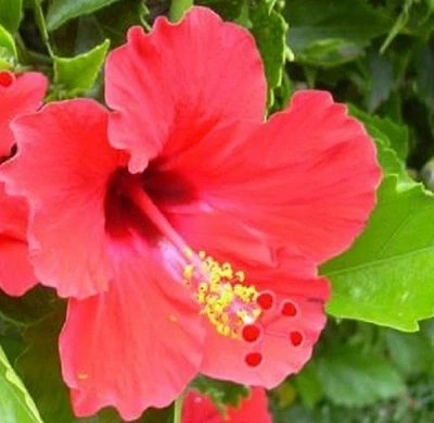 PIANTEWEB Pianta Hibiscus Rosa Sinensis