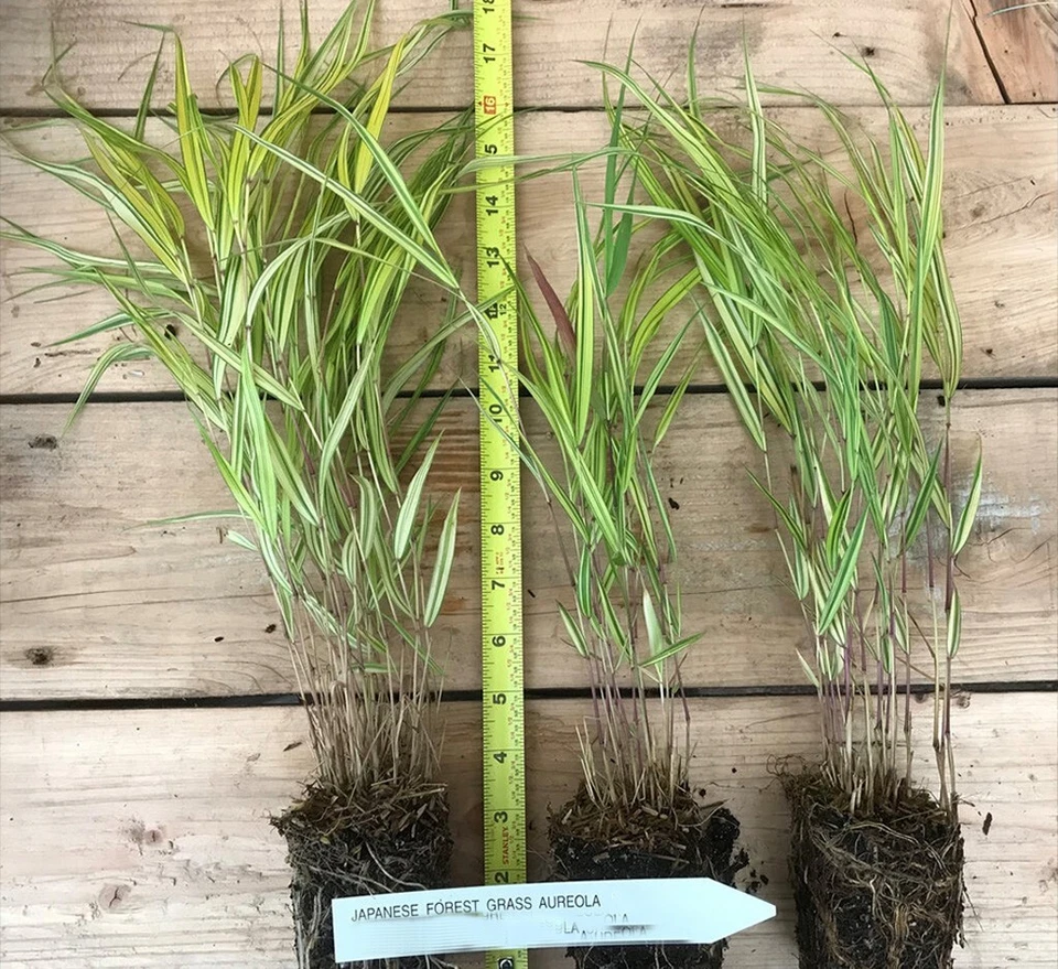 Japanese Forest Grass Plants - All Gold or Aureola – Ornamental Hakonechloa - Image 4 of 4