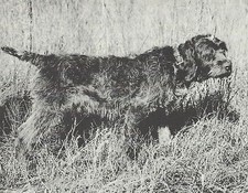  Wirehaired Pointing Griffon - CUSTOM MATTED - Dog Art "Photo Print" - 1964