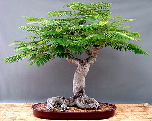 Delonix regia (Royal Poinciana Flame Tree) 3 Seeds RARE Flowers Indoor  Bonsai UK | eBay