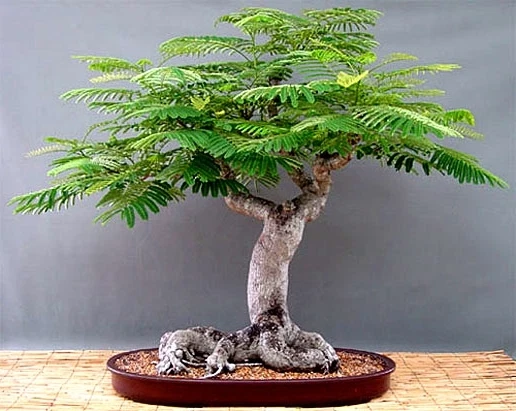 Delonix regia (Royal Poinciana Flame Tree) 3 Seeds RARE Flowers Indoor Bonsai UK - Image 3 of 4