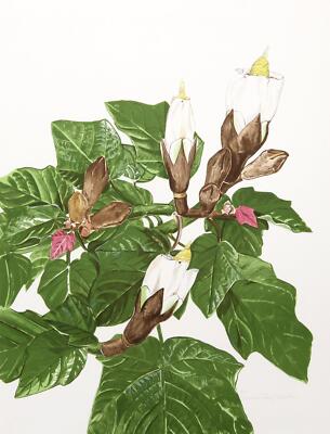 Marion Sheehan, Balsa Tree, Lithograph, signed and numbered in pencil