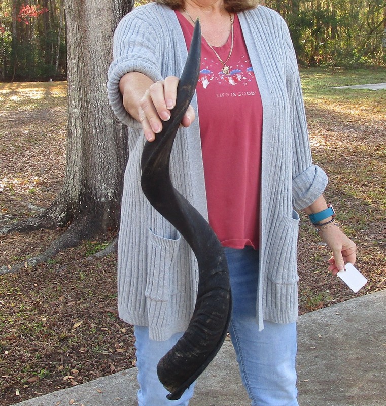 33 inch Natural South African Kudu horn to make shofar, taxidermy # 51635