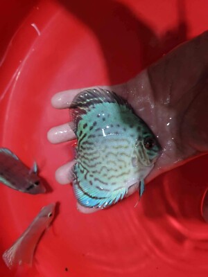 x2 Cobalt Green Discus 3.5 to 3.75   Live Fish Aquarium Overnight