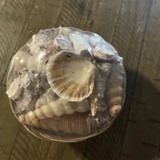 Decorative Shells