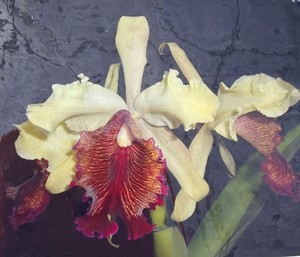 Cattleya dowiana aurea (4N) (Select sib cross