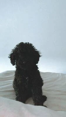 portuguese water dog gumtree