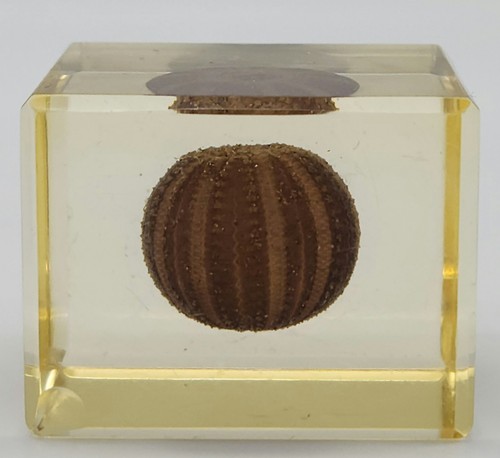 Sea Urchin Paperweight Miniature Specimens In Resin (2) Marine Collection - Picture 5 of 16