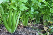 6x Celery Del Valdarno  plug plants