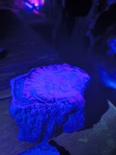 UV Floreceent Orange, AZ Blue Petrified Wood, Polished, 4 lbs, 3.5" x 4.5"