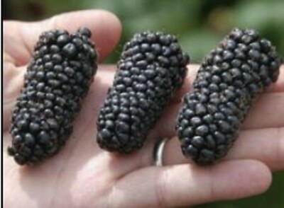 RARE GIANT BLACKBERRY Fruit plant Tree 20 SEEDS- Combined Shipping