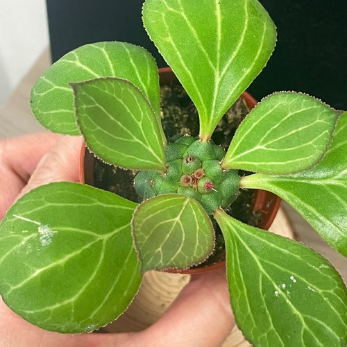 Euphorbia Monadenium ritchiei – Unique Succulent in 6cm Pot, Height: 10-14cm - Picture 2 of 9