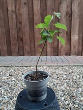 Bonsai Birke online kaufen | eBay.de