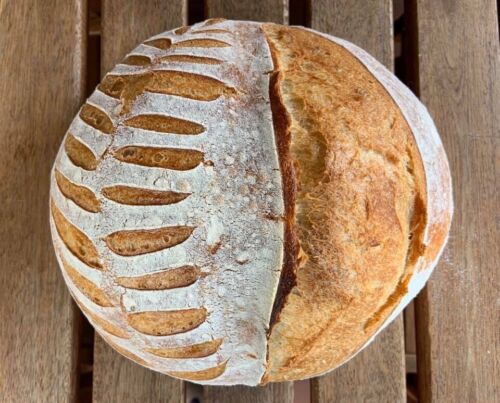 233+ yr old heirloom San Francisco SOUR STARTER tangy! Strong! Sourdough Organic - Picture 4 of 5