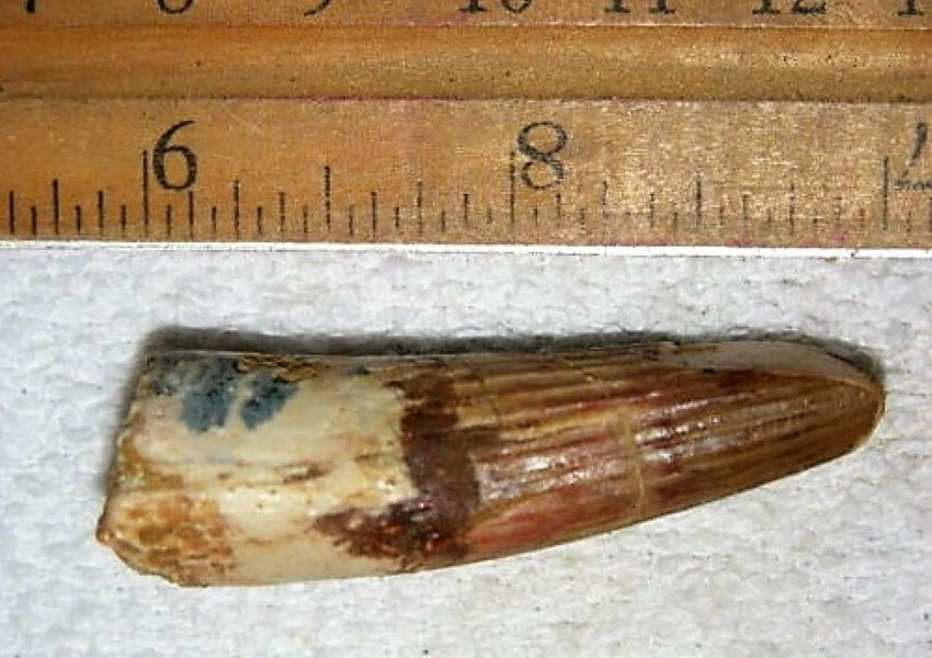 2 INCH LONG SPINOSAURUS TOOTH DINOSAUR REAL FOSSIL SPINOSAUR JURASSIC WORLD NICE - Image 3 of 4
